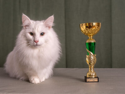 Mest Feminina Katt 