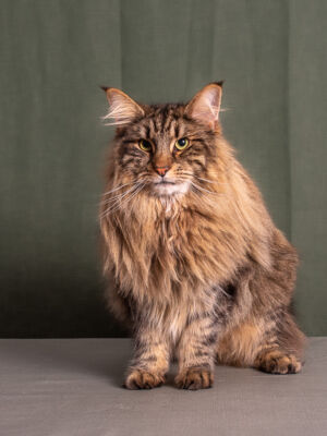 Mest Maskulina Katt 
